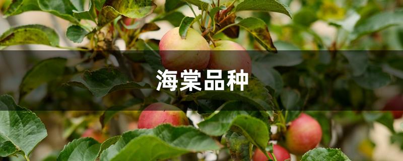 海棠品种有哪些 海棠品种有哪些