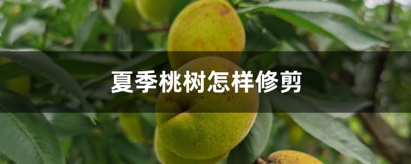 夏季桃树怎样修剪 夏季桃树怎样修剪