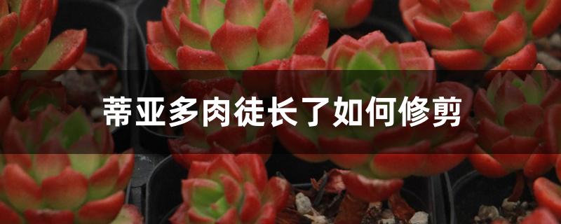 蒂亚多肉徒长了如何修剪 蒂亚多肉徒长了如何修剪