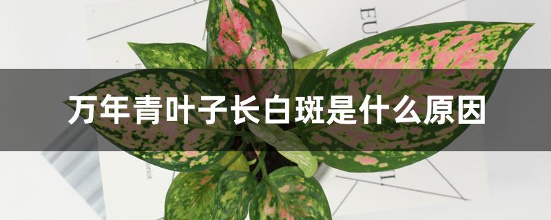 万年青叶子长白斑是什么原因 万年青叶子长白斑是什么原因