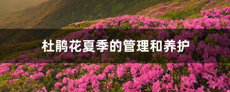 杜鹃花夏季的管理和养护 杜鹃花夏季的管理和养护