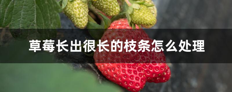 草莓长出很长的枝条怎么处理 草莓长出很长的枝条怎么处理