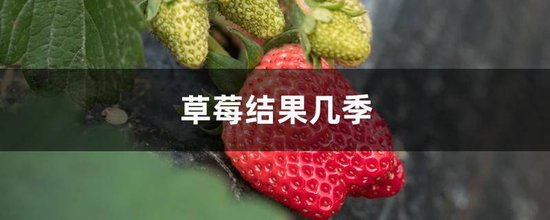 草莓结果几季 草莓结果几季