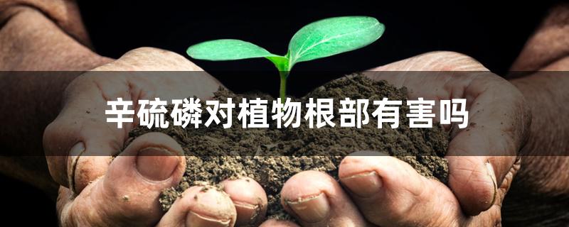 辛硫磷对植物根部有害吗 辛硫磷对植物根部有害吗
