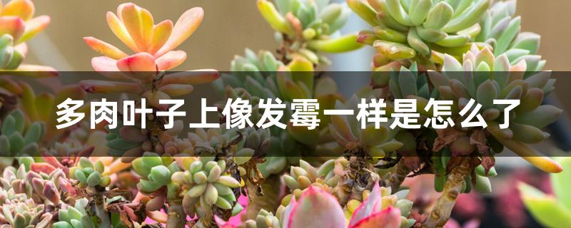 多肉叶子上像发霉一样是怎么了 多肉叶子上像发霉一样是怎么了