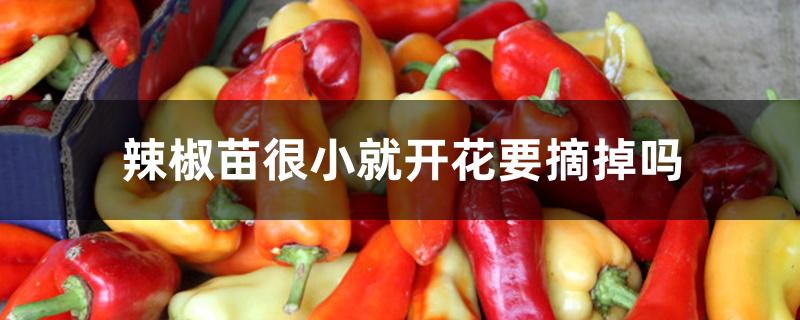 辣椒苗很小就开花要摘掉吗