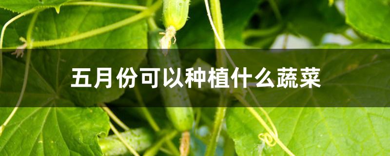 五月份可以种植什么蔬菜 五月份可以种植什么蔬菜