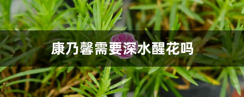 康乃馨需要深水醒花吗 康乃馨需要深水醒花吗