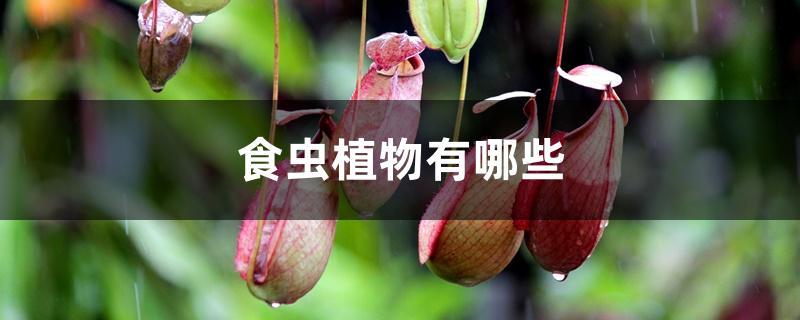 食虫植物有哪些 食虫植物有哪些
