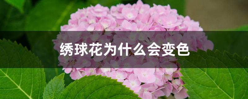 绣球花为什么会变色 绣球花为什么会变色
