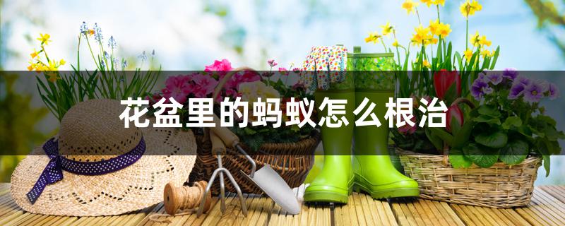 花盆里的蚂蚁怎么根治 花盆里的蚂蚁怎么根治