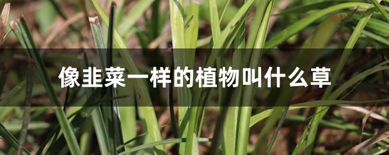 像韭菜一样的植物叫什么草 像韭菜一样的植物叫什么草
