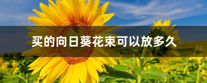 买的向日葵花束可以放多久 买的向日葵花束可以放多久