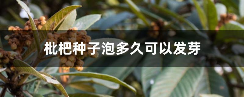 枇杷种子泡多久可以发芽 枇杷种子泡多久可以发芽