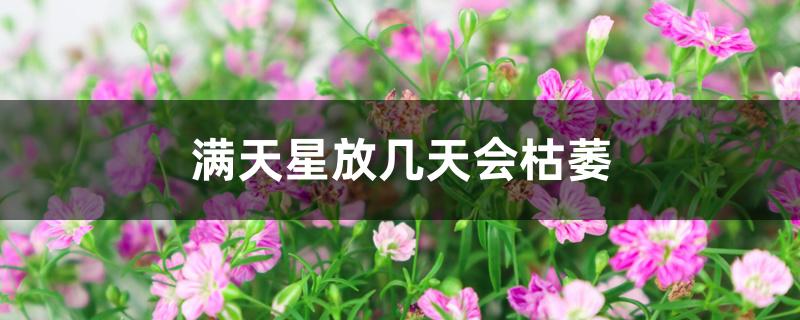 满天星放几天会枯萎 满天星放几天会枯萎