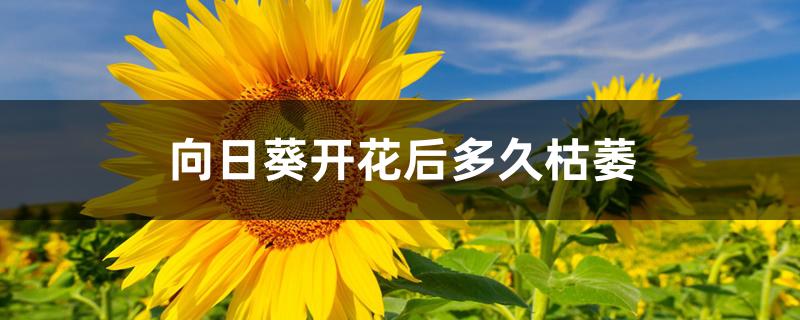 向日葵开花后多久枯萎 向日葵开花后多久枯萎
