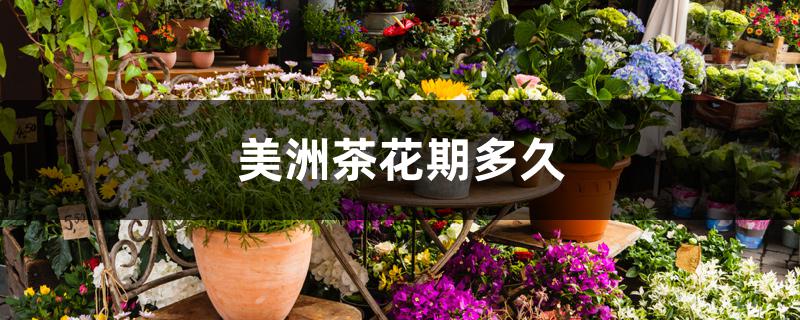 美洲茶花期多久 美洲茶花期多久