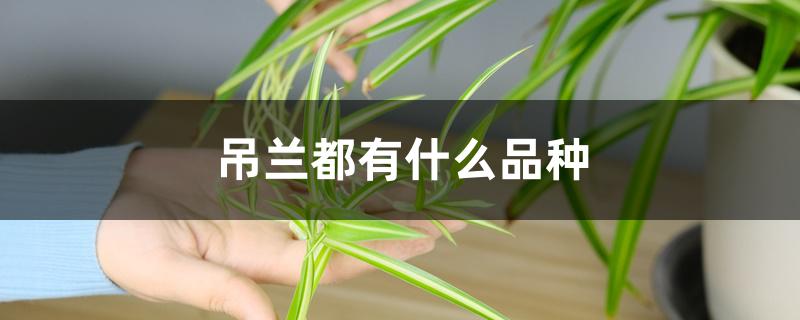 吊兰都有什么品种 吊兰都有什么品种
