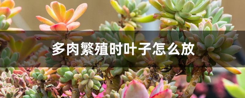 多肉繁殖时叶子怎么放 多肉繁殖时叶子怎么放
