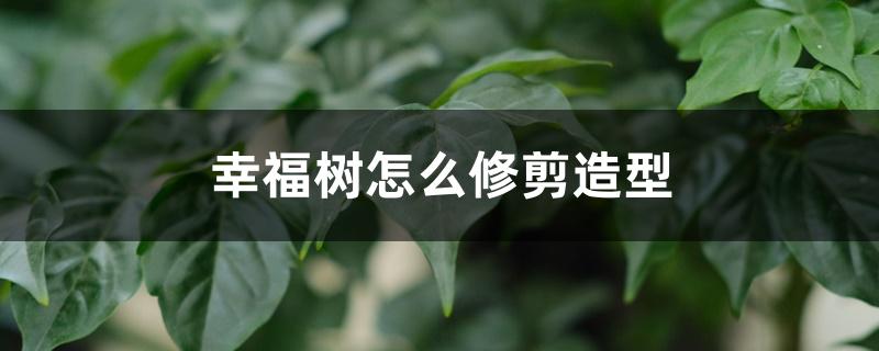 幸福树怎么修剪造型 幸福树怎么修剪造型