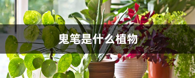 鬼笔是什么植物 鬼笔是什么植物