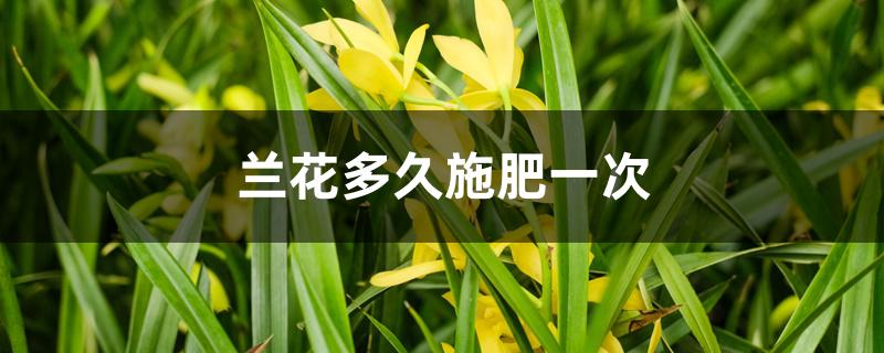 兰花多久施肥一次 兰花多久施肥一次