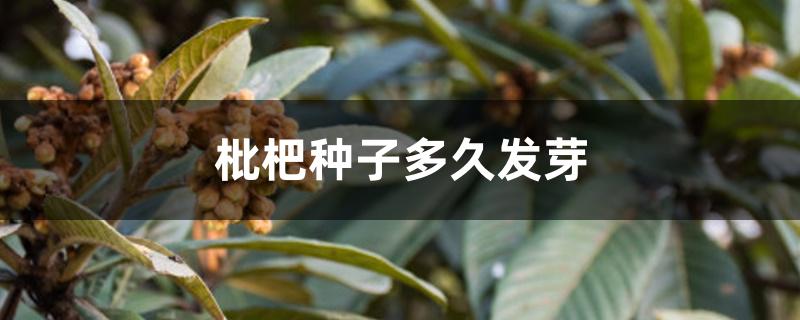枇杷种子多久发芽 枇杷种子多久发芽