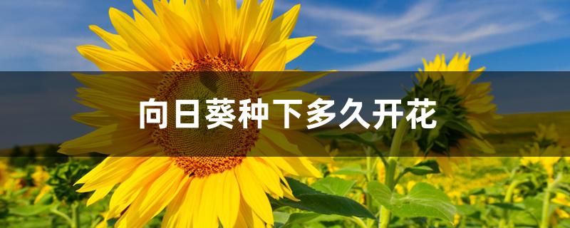 向日葵种下多久开花