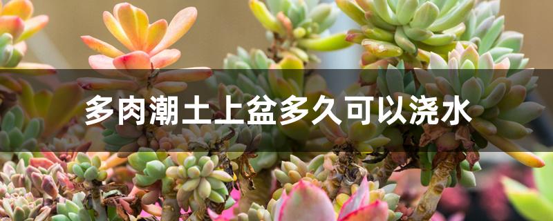 多肉潮土上盆多久可以浇水 多肉潮土上盆多久可以浇水