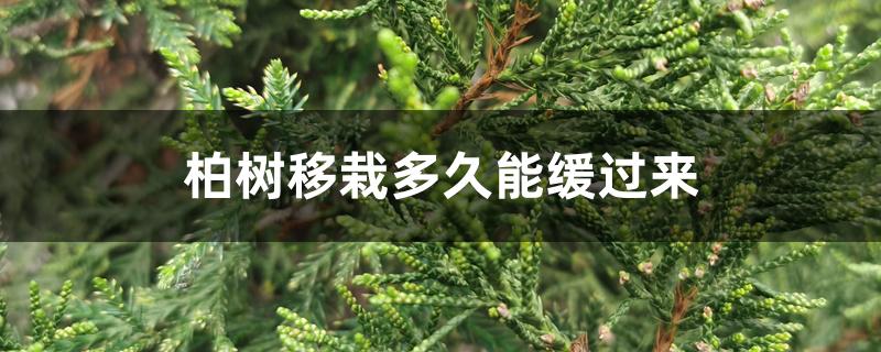 柏树移栽多久能缓过来 柏树移栽多久能缓过来