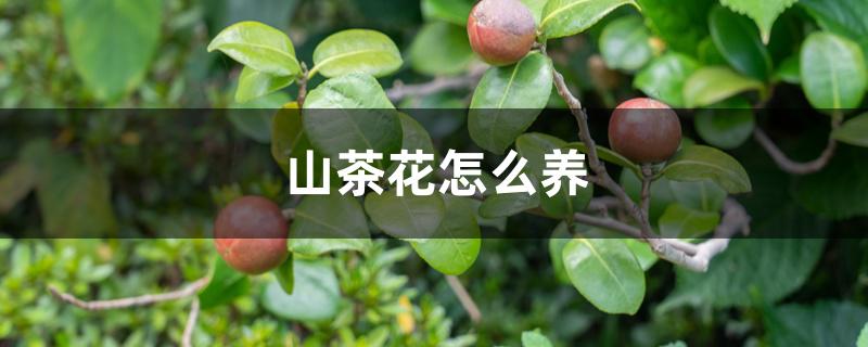 山茶花怎么养 山茶花怎么养