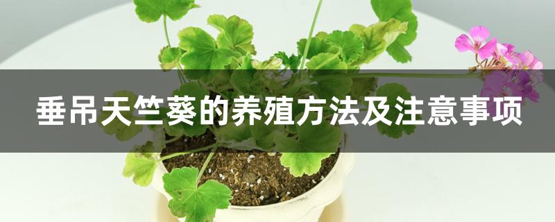 垂吊天竺葵的养殖方法及注意事项 垂吊天竺葵的养殖方法及注意事项
