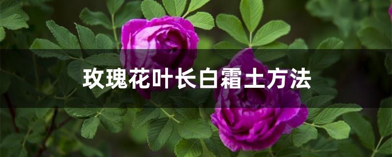 玫瑰花叶长白霜土方法 玫瑰花叶长白霜土方法