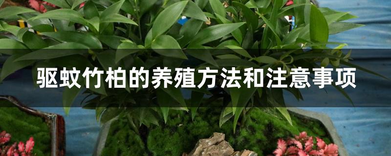 驱蚊竹柏的养殖方法和注意事项 驱蚊竹柏的养殖方法和注意事项