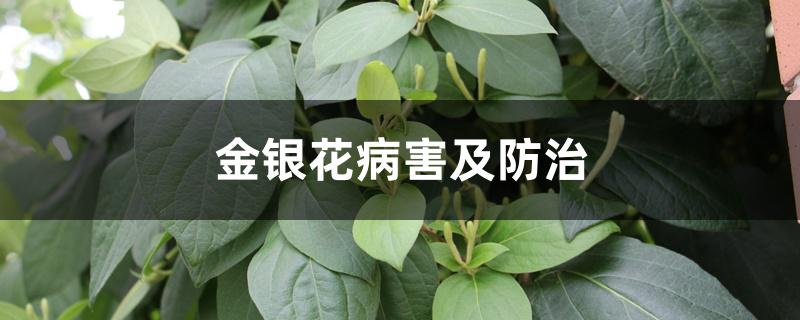 金银花病害及防治 金银花病害及防治