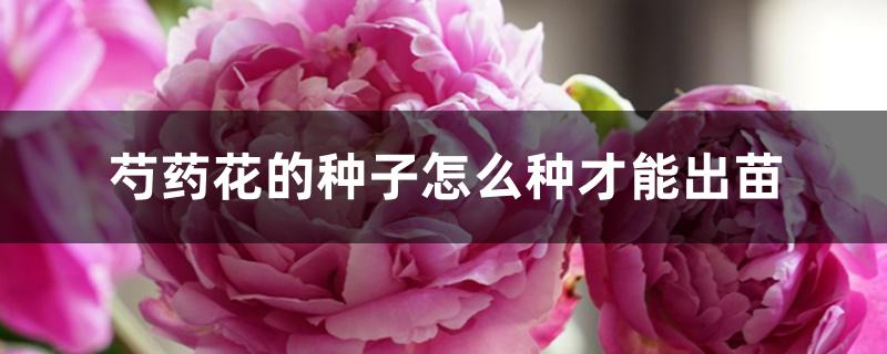 芍药花的种子怎么种才能出苗