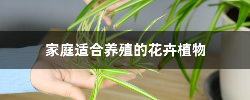 家庭适合养殖的花卉植物 家庭适合养殖的花卉植物