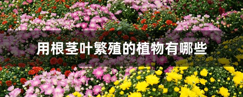 用根茎叶繁殖的植物有哪些 用根茎叶繁殖的植物有哪些