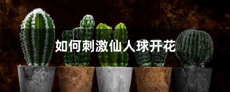 如何刺激仙人球开花 如何刺激仙人球开花
