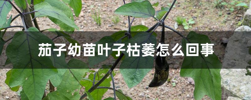 茄子幼苗叶子枯萎怎么回事 茄子幼苗叶子枯萎怎么回事