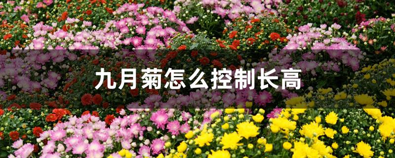 九月菊怎么控制长高 九月菊怎么控制长高