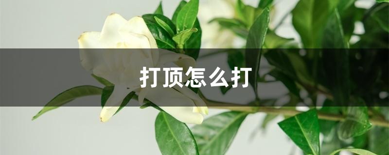 打顶怎么打 打顶怎么打