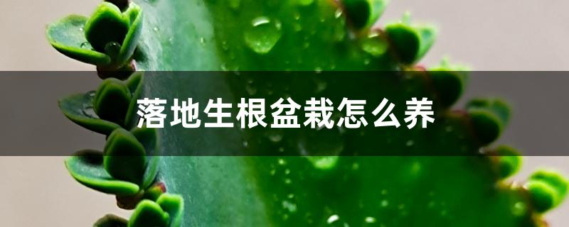 落地生根盆栽怎么养 落地生根盆栽怎么养