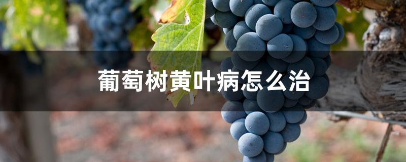 葡萄树黄叶病怎么治 葡萄树黄叶病怎么治
