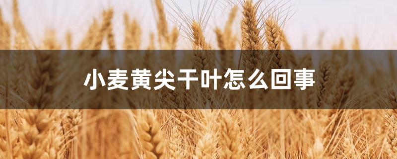 小麦黄尖干叶怎么回事 小麦黄尖干叶怎么回事