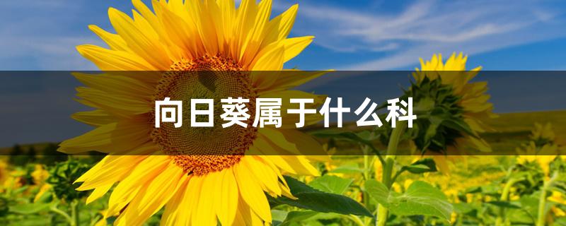 向日葵属于什么科 向日葵属于什么科