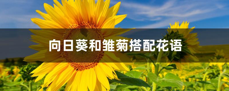 向日葵和雏菊搭配花语 向日葵和雏菊搭配花语