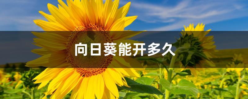向日葵能开多久 向日葵能开多久