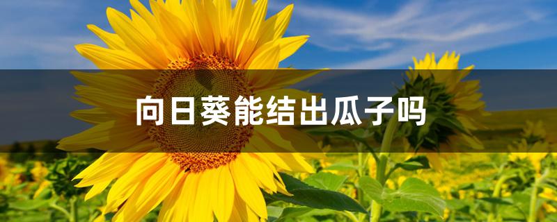 向日葵能结出瓜子吗 向日葵能结出瓜子吗