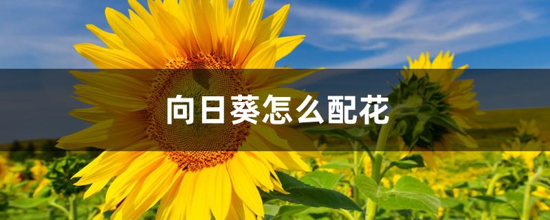 向日葵怎么配花 向日葵怎么配花